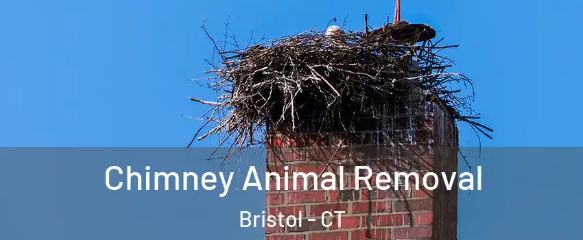 Chimney Animal Removal Bristol - CT