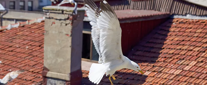 Residential Chimney Animal Removal Solution in Bristol, CT